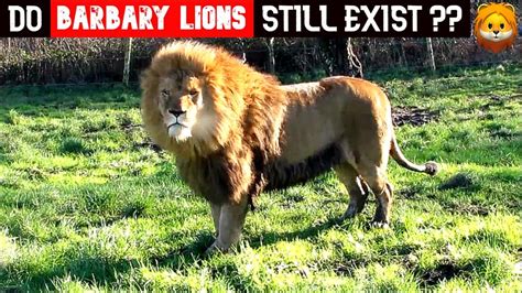 do barbary lions still exist